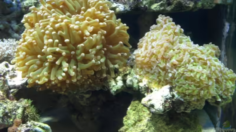 LPS Euphyllia November 08 von lex2lex (18)