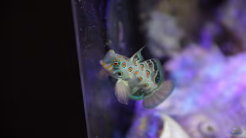 Synchiropus picturatus im Aquarium halten (Einrichtungsbeispiele für LSD Mandarin-Fisch)