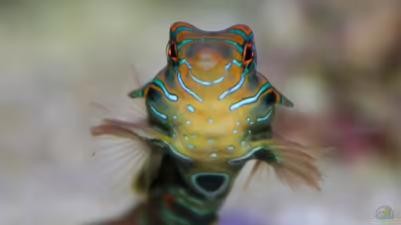 LSD Mandarin Fisch von Johannes 88 (20)