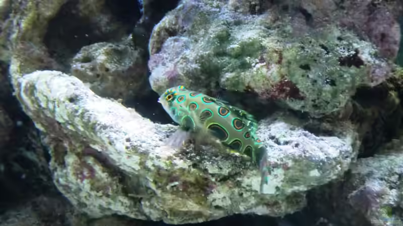 Aquarien mit Synchiropus splendidus (Mandarinfisch)