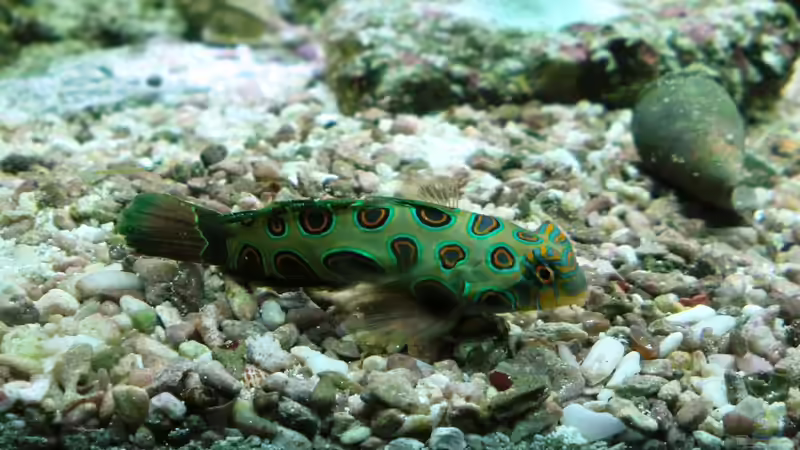 Aquarien mit Synchiropus splendidus (Mandarinfisch)