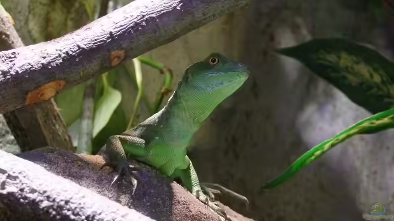Lucy ... unter der Blume auf einer der Plattformen  von Betta Chris (55)