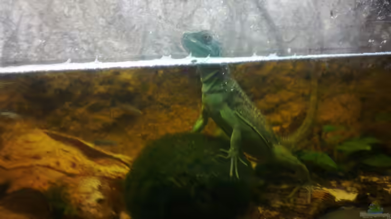 Lucy beim Baden von Betta Chris (4)