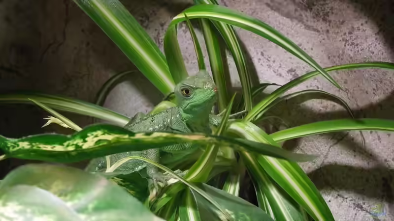 Lucy sitzt am liebsten in einer Blume von Betta Chris (46)