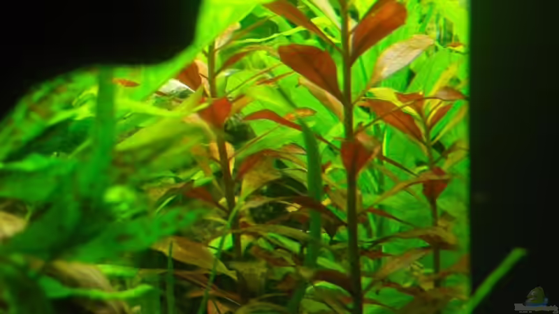 Ludwiga Repens von Aquarienfreund44 (15)