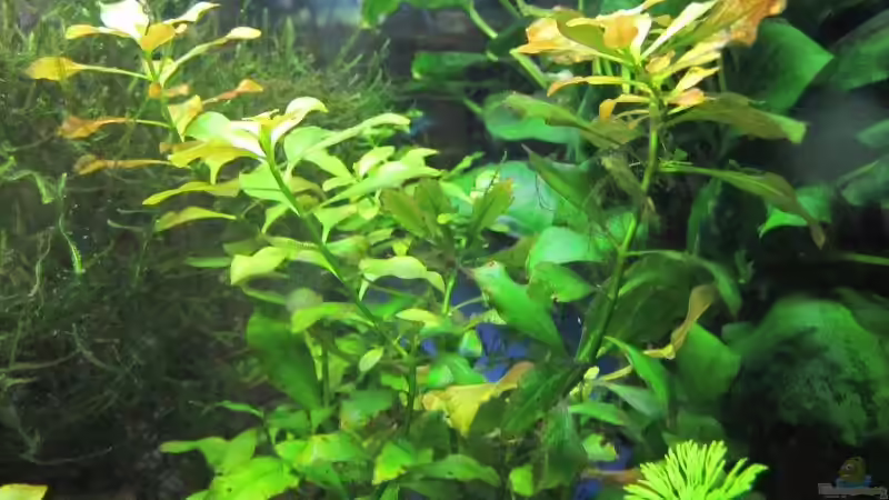 Ludwiga repens von cammarus (5)