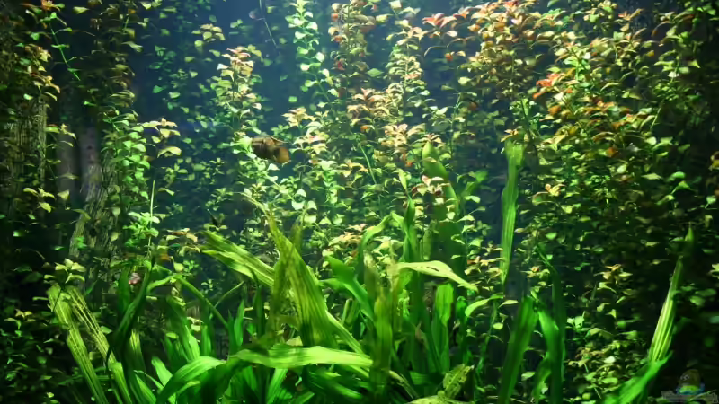 Ludwiga-Wald! (Aquarium Berlin) von Apistofan (27)