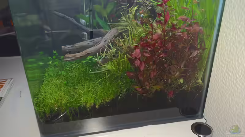 Ludwigia - geschnitten und dazu gesetzt von Ayahuasca (124)