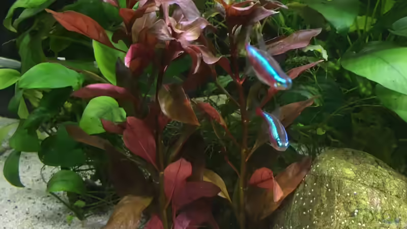 Ludwigia  von schmitzkatze (4)