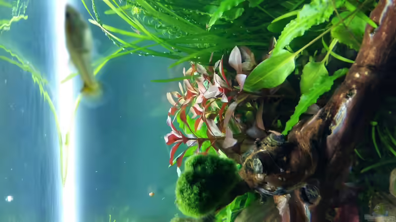 ludwigia  von Spawngrow (20)