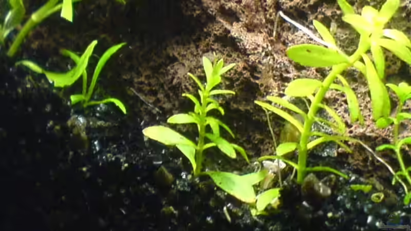 Ludwigia arcuata  von Jens Hug (7)