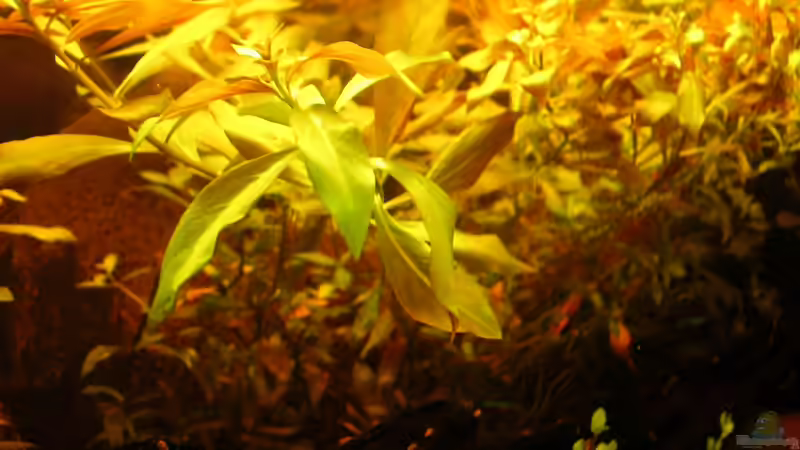 Ludwigia arcuata x repens 07.06.2012 von Südamerikafreak BK (18)