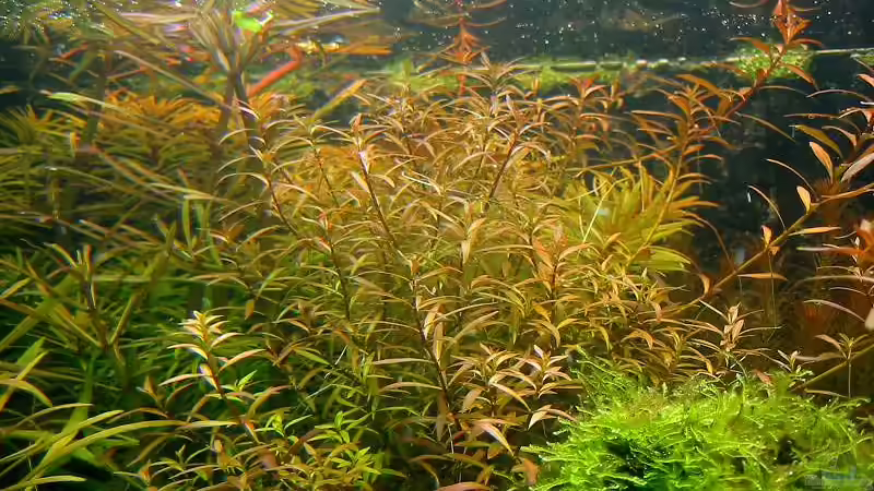 Ludwigia arucata von Frank Joseph (6)