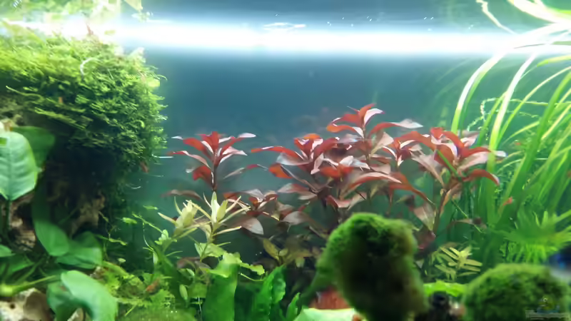 ludwigia ein wenig anders verteilt und die rotala fängt an sich gen Wasseroberfläche von Spawngrow (22)