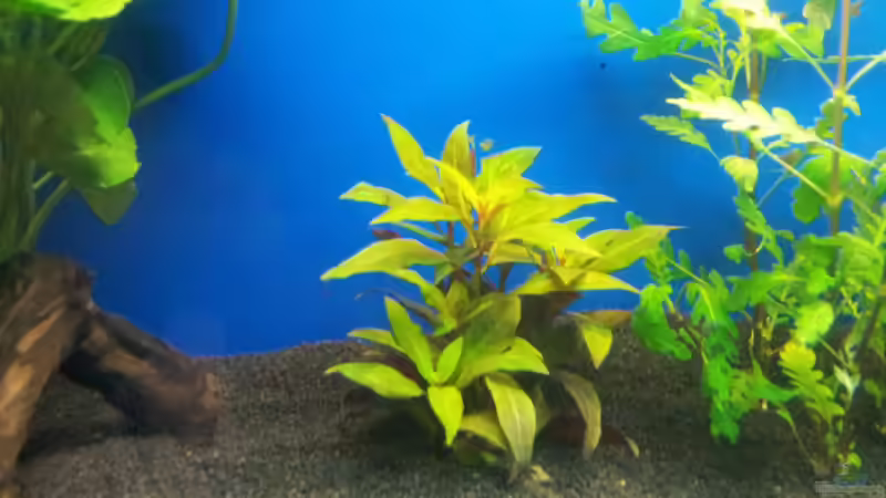 Ludwigia glandulosa im Aquarium pflanzen (Einrichtungsbeispiele für Rote Stern-Ludwigie)