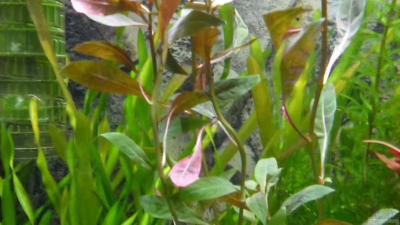 Ludwigia glandulosa von Uwe M. (18)