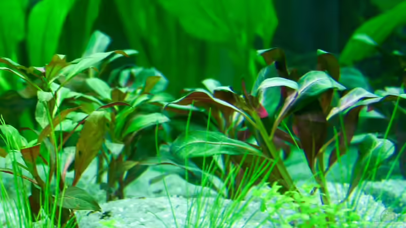 Ludwigia glandulosa im Aquarium pflanzen (Einrichtungsbeispiele für Rote Stern-Ludwigie)