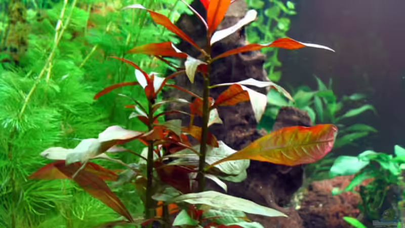 Ludwigia glanulosa von Nicole Welz (8)