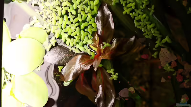 Ludwigia inclinata ´Red von sonic85 (13)