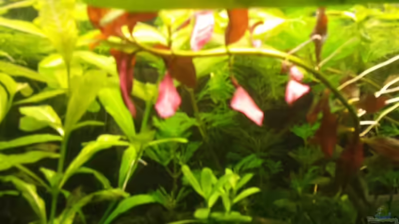 Ludwigia inclinata ´Red von sonic85 (14)