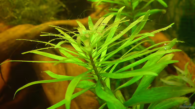 Ludwigia inclinata var. verticillata von Christoph Bader (4)