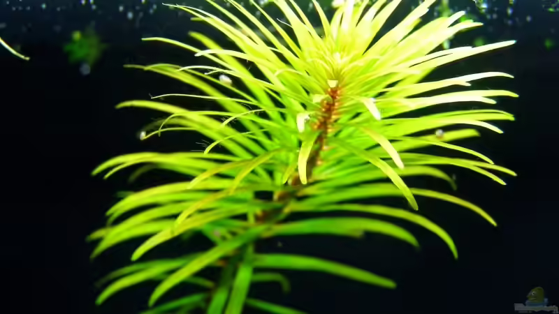 Ludwigia inclinata verticillata cuba  von redcherry (5)