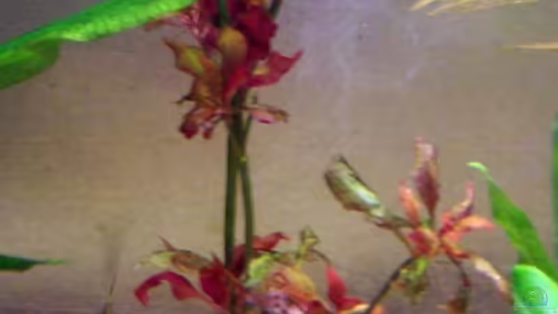 Ludwigia inclinata von Patrick Will (4)