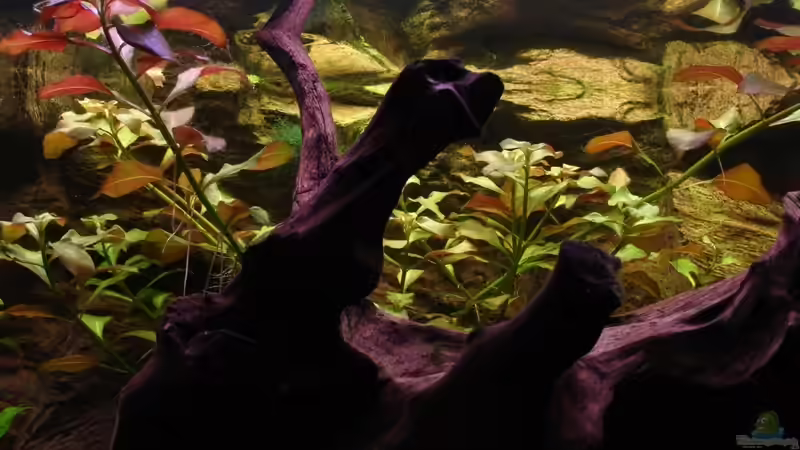 Ludwigia mullertii von Michael Z. (11)