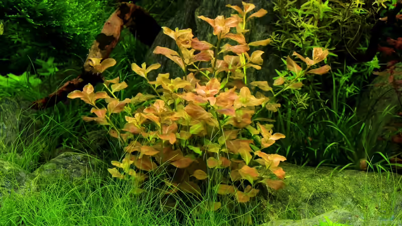 Ludwigia ovalis von Bjarke (9)