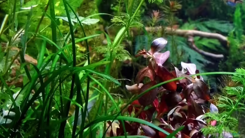 Ludwigia palustris im Aquarium pflanzen (Einrichtungsbeispiele für Goldbraune Ludwigie)