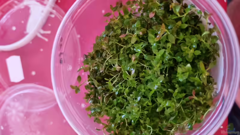 Ludwigia palustris Super Red  in Vitro xl von Peter Peter (67)