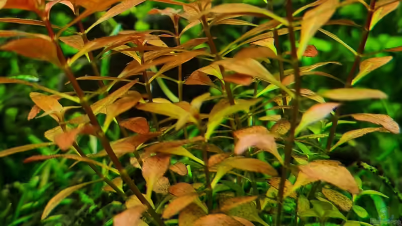 Ludwigia palustris super red von David Schneider Aquaristik (27)