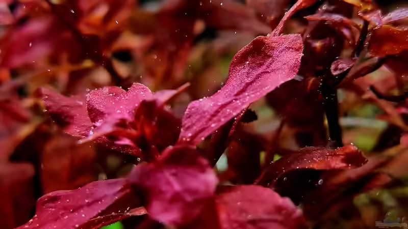 Ludwigia palustris super red von David Schneider Aquaristik (28)