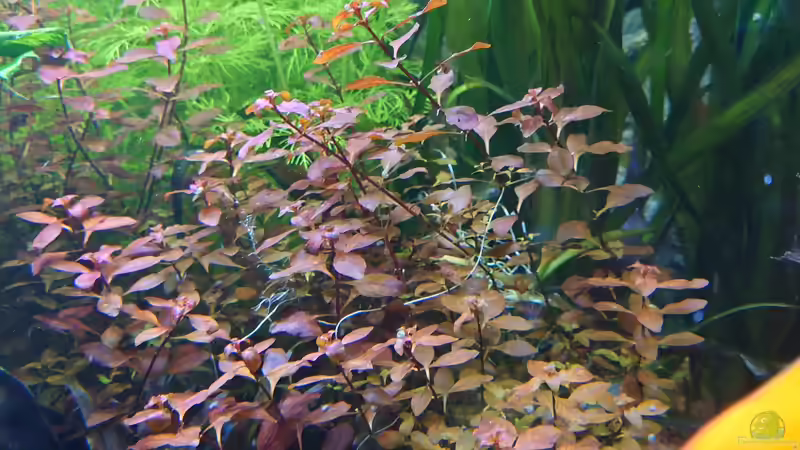 Ludwigia palustris im Aquarium pflanzen (Einrichtungsbeispiele für Goldbraune Ludwigie)