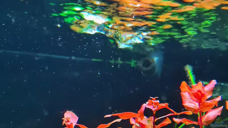 Ludwigia palustris im Aquarium pflanzen (Einrichtungsbeispiele für Goldbraune Ludwigie)