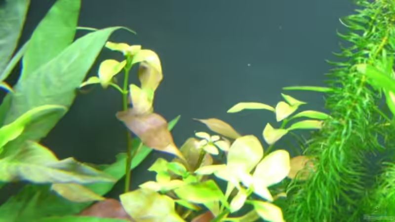 Ludwigia palustris von Alexander Eckel (7)