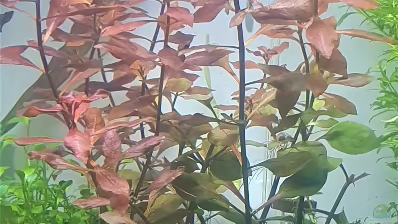 Ludwigia Paulustris ´Super Red´ von piet (5)