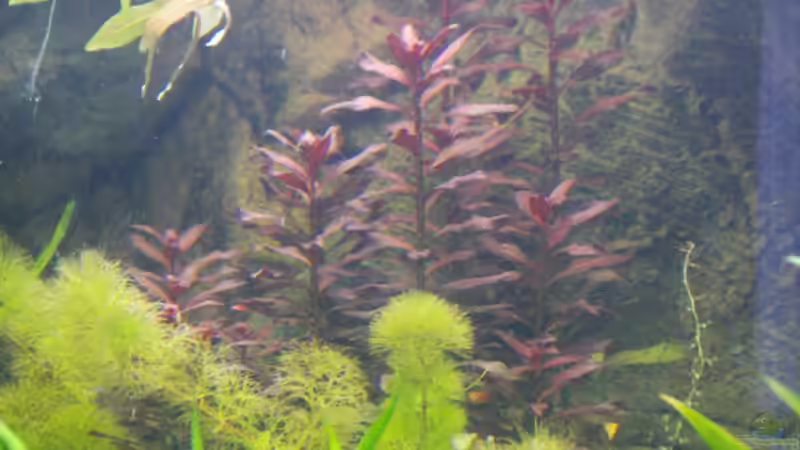 Ludwigia perensis von H.T. (9)