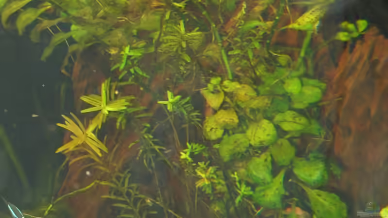 Ludwigia repens  von Sabrina Plankensteiner (29)