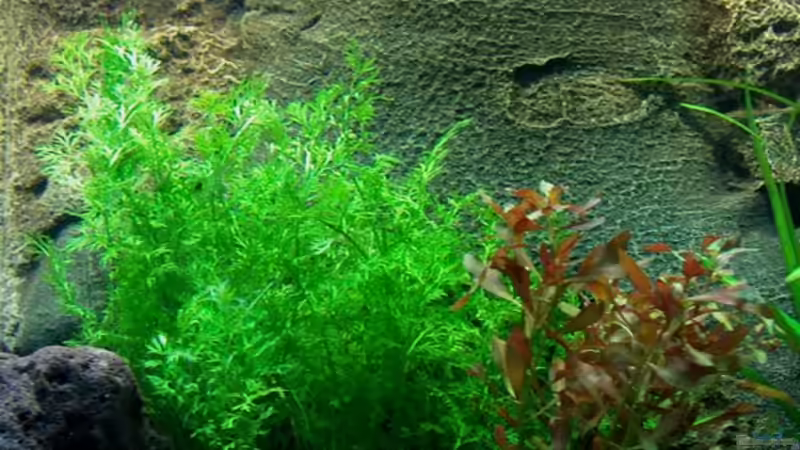 Ludwigia repens als Kontrast zum Farn! von mgrafix (5)