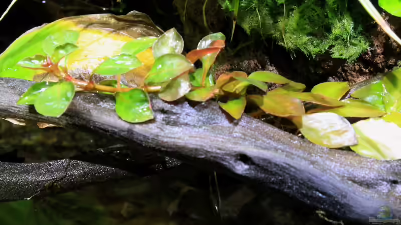 Ludwigia repens in emerser Form von die Perle... (22)