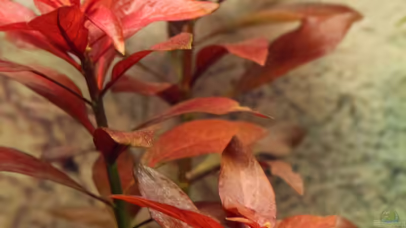 Ludwigia repens `Rubin` / Rubin-Ludwigie von Dirk F. (20)