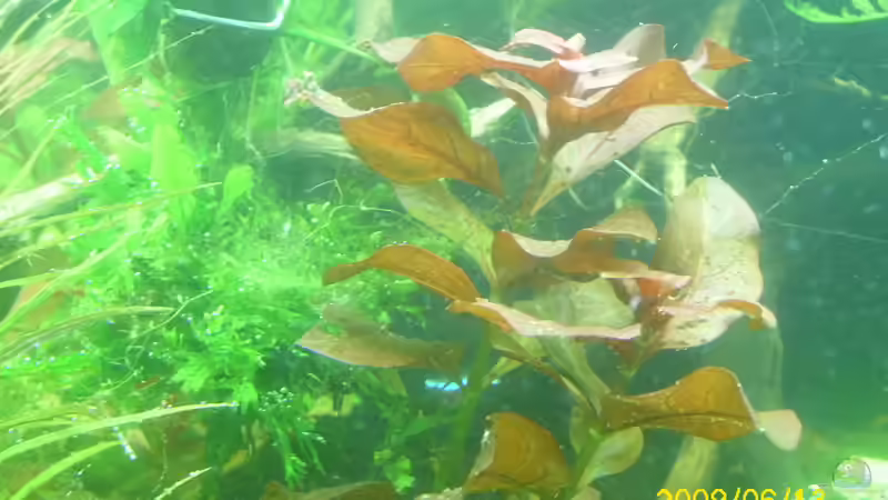 ludwigia repens rubin  von Herbert Baier (16)