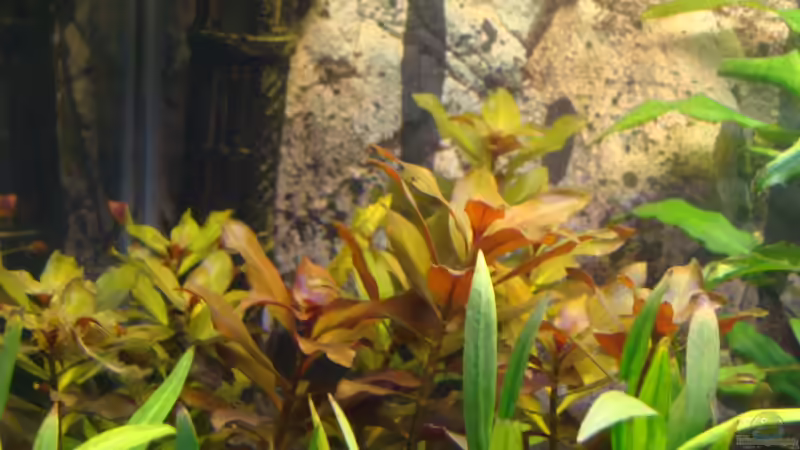 Ludwigia repens ´Rubin´ Foto vom: 10.03.13 von Christian Heitmann (9)