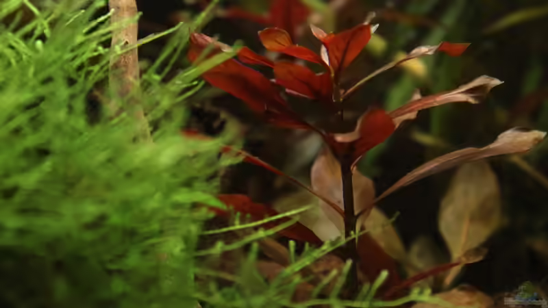 Ludwigia repens ´rubin´ von Annika (13)