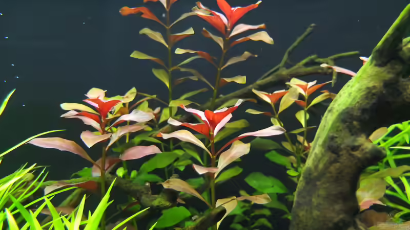 Ludwigia repens rubin von axolotl (27)