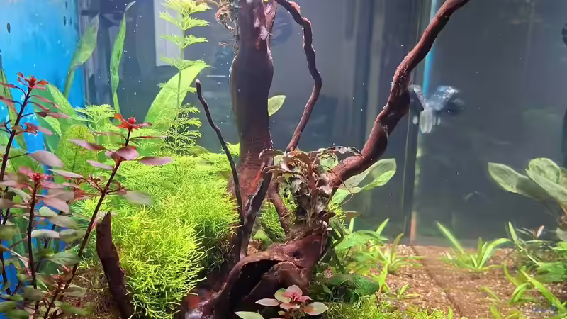 Ludwigia repens rubin von ernst11 (15)