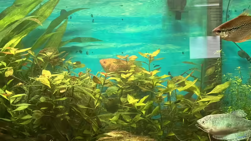 Ludwigia repens Rubin von Jürgen De Leeuw (6)