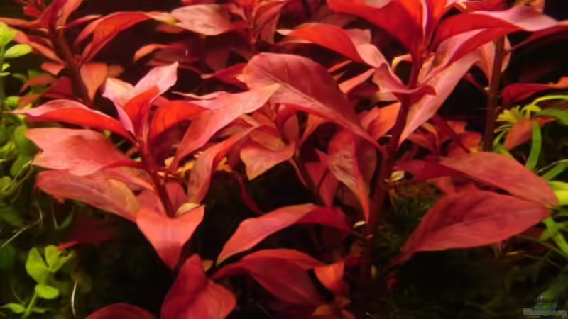 Ludwigia repens RUBIN von Skalar8705 (12)