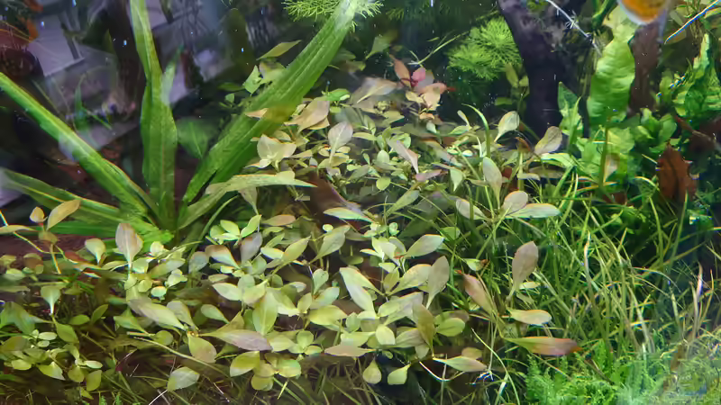 Ludwigia repens Rubin von Stefan von Oettingen (18)